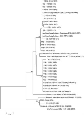 Probiotic Potential of Lactobacillus Strains Isolated From Fermented Vegetables in Shaanxi, China